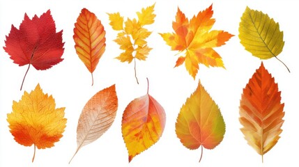 Naklejka premium Vibrant leaves in shades of red, yellow, and orange are arranged on a white background. Each leaf showcases its unique shape, representing the beauty of autumn.