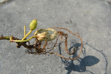 Peanut Seed Germination with Roots and Shoot on Concrete Background