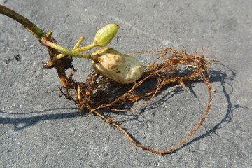 Peanut Seed Germination with Roots and Shoot on Concrete Background