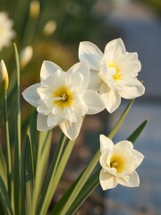 Elegant white daffodils in bloom garden setting floral photography natural light close-up view for nature lovers