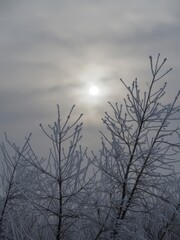 Obraz premium Winter sunrise over frosty trees nature photography tranquil environment captivating view