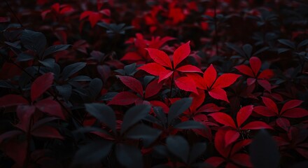 Crimson Whisper in the Dusk