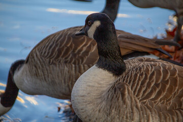 Canadian geese, birds North America on shore pond preparing for southern migration, Natural grazing behavior, nature reserve, bird migration, animal life