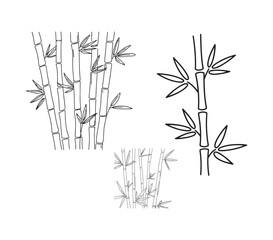 bamboo vector illustration