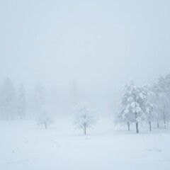 Fototapeta premium Winter's Silent Embrace
