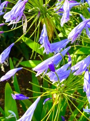 Agapanthus pale blue/mauve © Graham