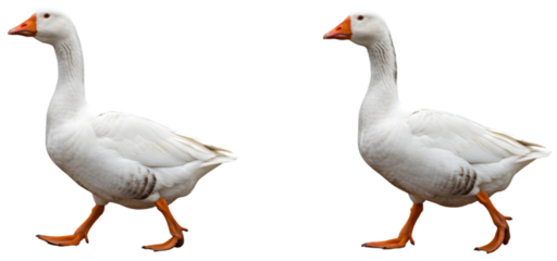 Two white geese walking side by side in a natural setting, showcasing their vibrant feathers and lively demeanor