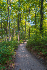 Hiking trail in the autumnal forest of the Sanspareil Rock Garden in Franconian Switzerland