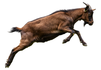 Agile brown goat leaping gracefully in mid-air against a transparent background, showcasing its vitality