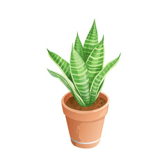 aloe vera plant in pot