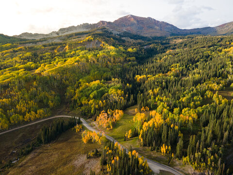 Aerial view of yellow aspen and green pine forest during early fall foliage in Colorado, USA. Scenic autumn season mountain landscape