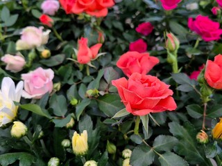 Small roses in pots in the flower shop, bouquet and plants for decoration and cemetery