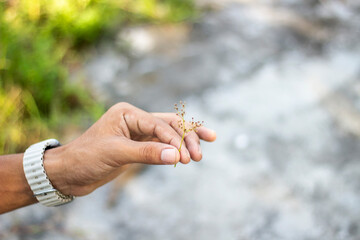 A small insect rests on a persons outstretched hand in nature