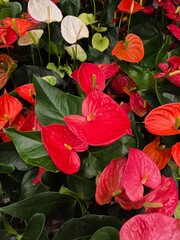 Blooming red anthurium flowers, backround, backdrop. Tropical plant