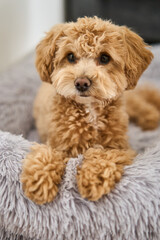 A cute, fluffy dog resting on a soft bed, perfect for pet lovers and animal photography enthusiasts