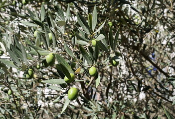 Olive tree in Piazza Vecchia, Bergamo