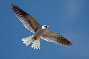 Fototapeta premium Graceful White-tailed Kite Soaring in the California Sky: A Majestic Display of Nature's Wildlife in Flight
