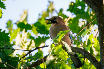 A Eurasian Jay perched on an oak branch, holding an acorn in its beak against a background of green leaves on a sunny summer day.