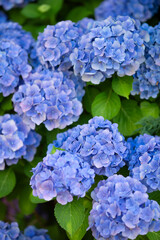 Niebieskie kwiaty Hortensji, tapeta, dekoracja.