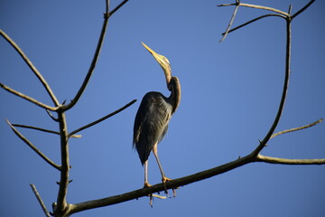 This image features a slender Purple Heron perched patiently on a bare branch against a vivid blue sky, showcasing its long neck and powerful beak adapted for hunting in wetland environments.