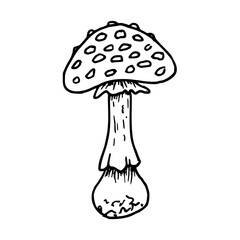 Inedible mushroom fly agaric. Botanical vector illustration. Black hand drawn outline drawing in doodle style. Line art for forest themes, seasonal holidays. Halloween, Thanksgiving