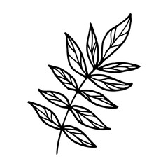 Branch with leaves. Vector illustration of botanical foliage. Simple outline black graphics, hand drawn in doodle style. Line drawing of forest nature. Clipart for postcards. Thanksgiving day