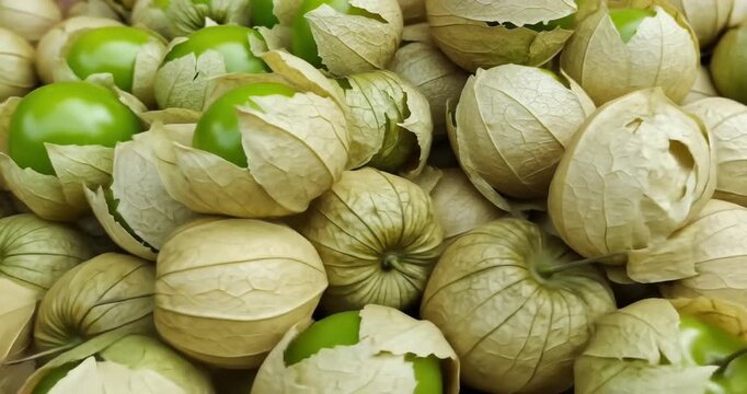 Fresh green tomatillos nestled in their husks