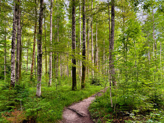 A Serene and Picturesque Forest Pathway That is Beautifully Surrounded by Lush Greenery