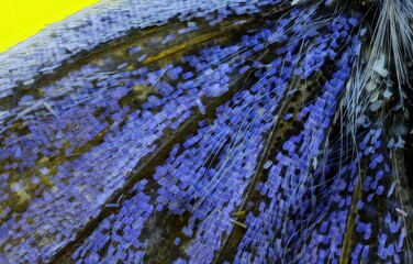 Supermacro detail of butterfly wing scales with purple pattern and yellow background