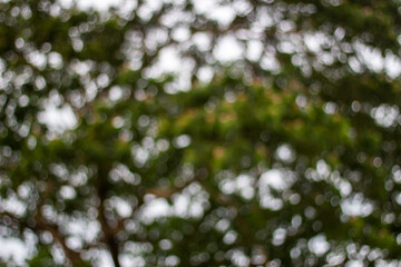 Abstract bokeh of green leaves and white sky