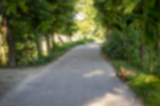 A paved pathway curves through a sundappled forest with lush green trees