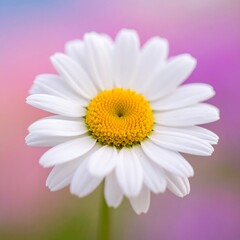 Close-up of a white daisy