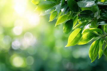Fresh green leaves bathed in sunlight (1)