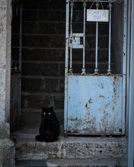 Gato negro vigilando que nadi entre