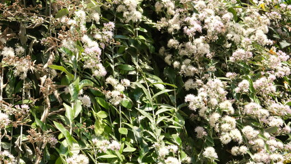 Flowers planted on the roof hang down beautifully against the sky as a background.