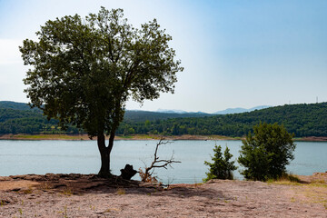Paisaje de un lago con arbol