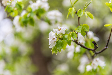 White blossoming apple trees with rain drops