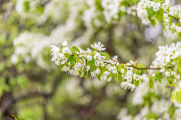 White blossoming apple trees with rain drops
