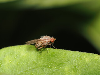 Drosophila melanogaster es una pequeña mosca de la fruta, clave en genética, que se alimenta de frutas fermentadas y tiene un ciclo de vida rápido.