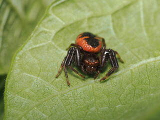 Synema globosum es una araña cangrejo de cuerpo redondeado y colores vivos, que se camufla en flores para atrapar insectos polinizadores.