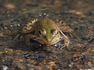 Pelophylax perezi es una rana europea de color verde con manchas oscuras, que habita ríos, charcas y humedales, alimentándose de insectos y pequeños invertebrados.