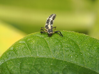 La catarinita gris es una mariquita de tonos grises o pardos, depredadora de pulgones y otros pequeños insectos, útil en el control biológico.
