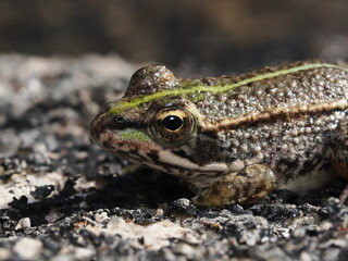 Pelophylax perezi es una rana europea de color verde con manchas oscuras, que habita ríos, charcas y humedales, alimentándose de insectos y pequeños invertebrados.