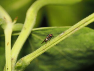 Crematogaster scutellaris es una hormiga rojinegra con abdomen en forma de coraz&oacute;n, que anida en &aacute;rboles y libera feromonas defensivas al ser perturbada.