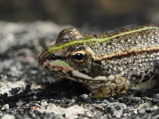Pelophylax perezi es una rana europea de color verde con manchas oscuras, que habita ríos, charcas y humedales, alimentándose de insectos y pequeños invertebrados.