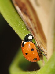 Coccinella septempunctata es una mariquita roja con siete manchas negras, depredadora de pulgones y útil en el control biológico de plagas.