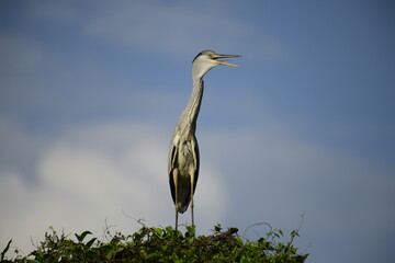 Grey Heron perched atop lush green foliage against a bright blue sky. Its long, pointed beak is open, revealing a yellow catch, likely a fish, showcasing this wading bird's predatory nature.