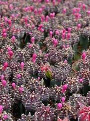Fototapeta premium pink flowers in the garden