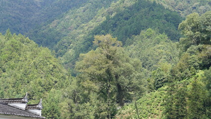 The beautiful mountains landscapes with the green forest and little village as background in the countryside of the China
