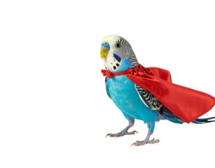 Blue Budgerigar in Red Superhero Cape on Black Background